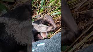 Baby Anteater Grows Up To Be So Wild  The Dodo thedodoanimals [upl. by Norby]