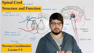 Structure and Function of Spinal Cord [upl. by Yelats]