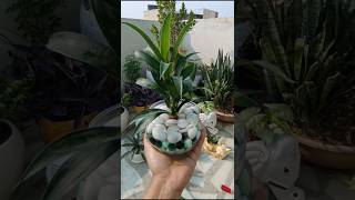 Propagation lucky bamboo plant  bamboo plant  nature  viral short [upl. by Nnaira17]