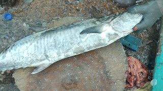 surmai king mackerel fish information and cutting video karachi fisheries [upl. by Durno]