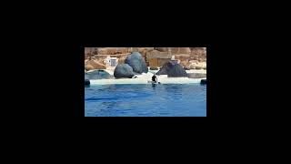 Rancho Texas park Dolphin Show  hotel Floresta lanzarote Puerto del Carmen [upl. by Arraic]