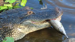 Massive Alligator eats Florida Gar [upl. by Itaws350]