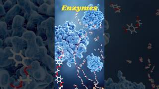 How Enzymes Speed Up Reactions  Quick Science Facts [upl. by Aenit]