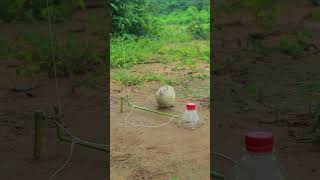 Primitive Quail Trap shortvideo shorts techniqueuniquetrap [upl. by Oibesue213]