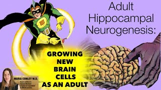 Adult Hippocampal Neurogenesis Growing New Brain Cells as an Adult [upl. by Adiana]