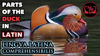 Duck Anatomy in Latin  Lingua Latina Comprehensibilis [upl. by Jeno857]