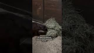 Part III of the our mini horse rescue horse horserescue [upl. by Yrakaz]