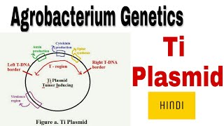 Ti Plasmid  agrobacterium genetics  vir regulon in Hindi [upl. by Kopple851]