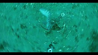 Angry Wolffish underwater footage [upl. by Enomyar]