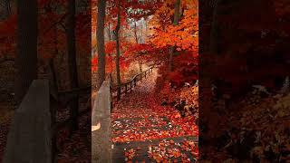 Richard LaForge🍂🍁پاییزیforyou [upl. by Femi]