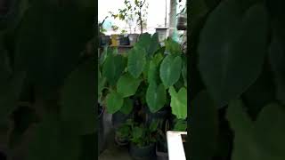 FoggyMini garden in our rooftop CavitePhilippines [upl. by Anilrac855]