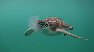 Green Sea Turtle eating Jellyfish Dec 2018 [upl. by Newfeld]