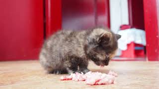 Start feeding the kitten raw minced meat Accustoming your pet to new dry food [upl. by Gazzo65]