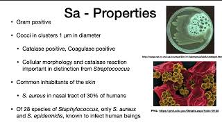 Staphylococcus aureus [upl. by Gebelein]