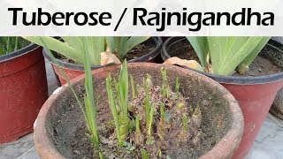 How to grow Tuberose from Bulb  Rajnigandha  How to Care Polianthes Tuberosa [upl. by Vinson]