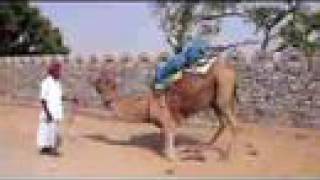 Camel Kneeling [upl. by Sailesh]