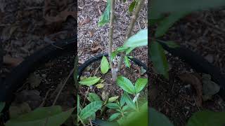 Costa RicanCAS guava first flowering Psidium friedrichsthalianum [upl. by Nnaoj126]