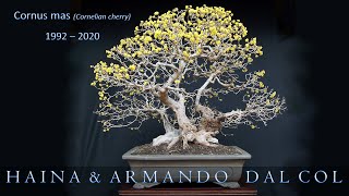 Cornus mas bonsai tree History and Evolution by Haina amp Armando Dal Col [upl. by Ahsiral]