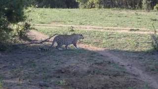 Greater Kruger Leopard kills Warthog [upl. by Annaeed92]