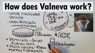 Valneva  How does Valneva work [upl. by Aisital782]