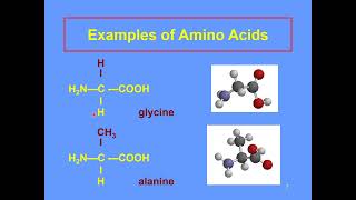 amino acids and polypeptides [upl. by Christmann]