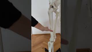 Der Tractus iliotibialis M tensor fascia lata Glutaeus Max mit Ursprung Ansatz Funktion [upl. by Noryak]