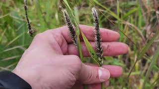 Tizóncarbón de las gramineas Ustilago nuda sobre cebadilla ratera Hordeum murinun [upl. by Julianna]