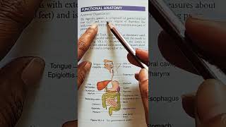 Accessory organs of the digestive System physiology medicalstudent youtubeshorts [upl. by Thia]