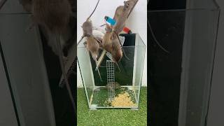 Rat trap Successfully flipping the trap is extremely attractive shoprts shoprts rat rattrap [upl. by Kory]