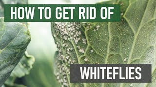 How to Get Rid of Whiteflies 4 Easy Steps [upl. by Gloriana]