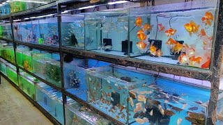 Aqua Planet Aquarium Fish Shop [upl. by Brodsky420]