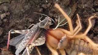 Galeodes granti eating a locust [upl. by Jt]