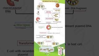 Recombinant DNA Technology II class12 biology neet [upl. by Annehcu747]