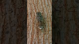 Croatian Cicada 🦗 shorts short cicada cicadas [upl. by Farmann978]