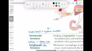 Intravascular hemolysis haematology 43 First Aid USMLE Step 1 in UrduHindi [upl. by Shevlo168]