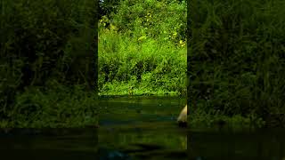 Creek Sounds with BirdCricketGrasshopper Sounds SHORTS 3 calm Creek relaxing asmr bugs [upl. by Anifur]