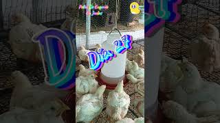 Pollos de engorde  agua con 🧄 cebolla 🧅 y limón 🍋 pollosdeengorde gallinas pollosenjaula jac5 [upl. by Laden]