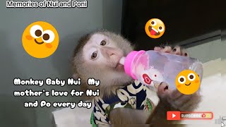 Monkey Baby Nui New energetic day of Nui and Po [upl. by Isied]