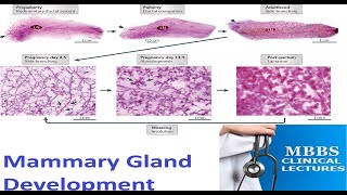 Mammary Gland Development [upl. by Koppel107]