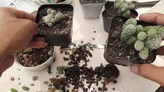 Mammillaria gracilis fragilis  Thimble Cactus Propagation [upl. by Donovan]