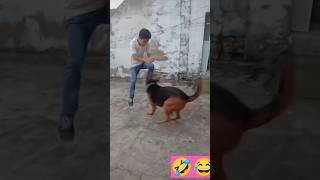 Cutest Fight Ever I Seen shortsfeed doglover dogshorts 1ontranding comedy funny ytshorts [upl. by Cottle275]