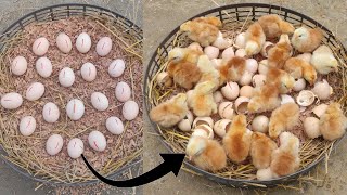 how to hatch eggs at home without incubator  amazing eggs hatching without incubator [upl. by Akenahc82]