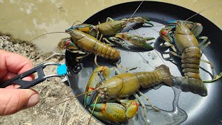 Wild Yabby Catch And Cook [upl. by Averat138]