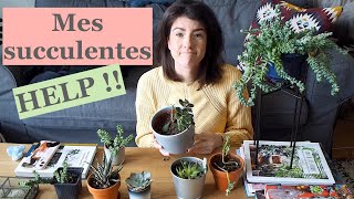 Mes succulentes  ou la vidéo de la désolation [upl. by Eidoow]