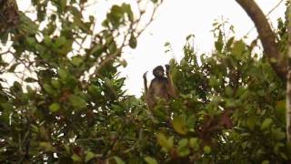 Yellowbellied Spider Monkey Ateles belzebuth [upl. by Neelra]