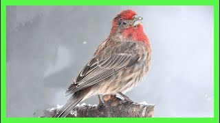 Pinzón Mexicano  Carpodaco Canto Llamado Cantando  House Finch Song  Haemorhous Mexicanus [upl. by Docia525]