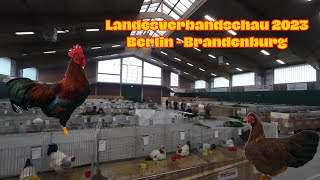 Landesschau 2023  Rassegeflügel Berlin  Brandenburg in MAFZ Paaren GlienBobbysChickenFarm [upl. by Otreblaug]