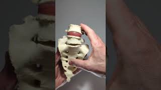 Lumbosacral model with transitional vertebrae and disc herniation [upl. by Mutat498]