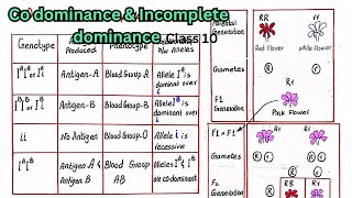 Incomplete amp Codominance old version [upl. by Inihor]