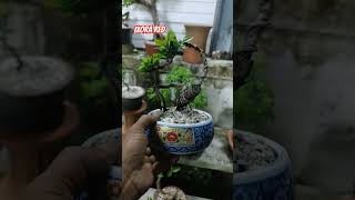 Ixora red bonsai song love music tamil lovesong bonsaiideas bonsaitree bonsaiprojects [upl. by Ingra]